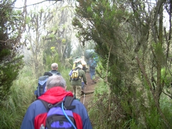 Towards the end of the day emerging from the rain forest