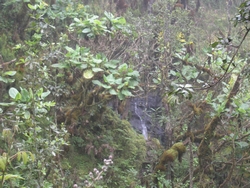 Waterfall off the trail