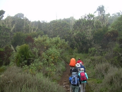 Leaving Machame Camp