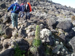 more en route to the lava tower