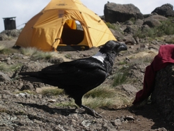 Raven at Karanga camp