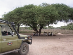 original tree